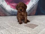 Toypoddle Yavrularımız