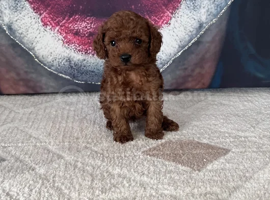Toypoddle Yavrularımız görsel