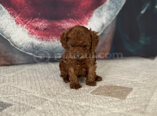Toypoddle Yavrularımız görsel