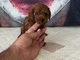 Toypoddle Yavrularımız
