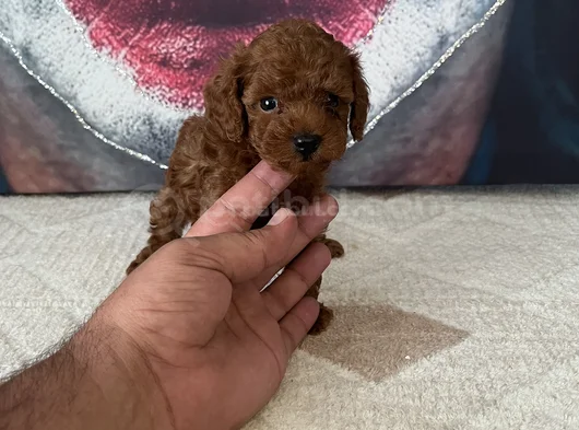 Toypoddle Yavrularımız görsel