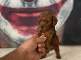 Toypoddle Yavrularımız