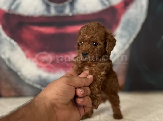 Toypoddle Yavrularımız görsel
