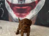 Toypoddle Yavrularımız