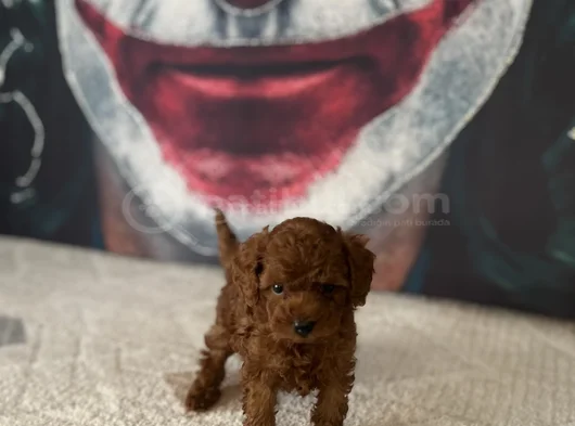 Toypoddle Yavrularımız görsel