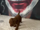 Toypoddle Yavrularımız