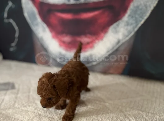 Toypoddle Yavrularımız görsel