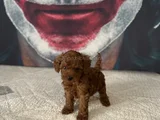 Toypoddle yavrularımız