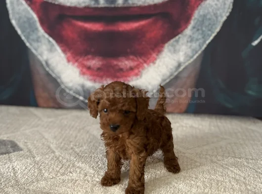 Toypoddle Yavrularımız