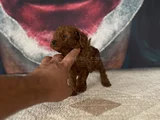 Toypoddle Yavrularımız