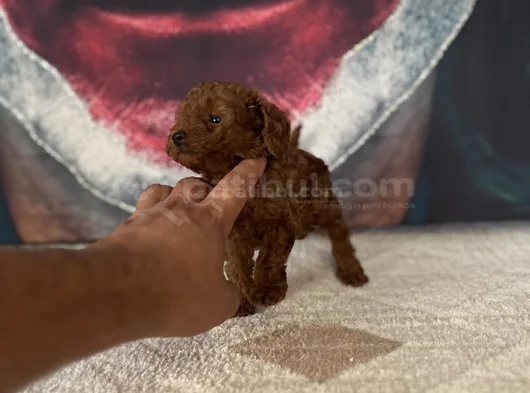 Toypoddle Yavrularımız görsel