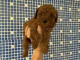 Irk ve Sağlık Garantili KORE POODLE yavrularımız