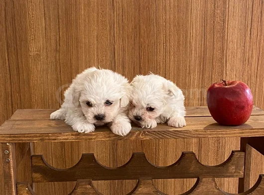 Teacup Maltese Terrier Bebekler görsel