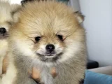 Dişi güzeller güzeli pomeranian bebek