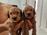 Orjinal Maltipoo Yavrularımız