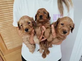 Orjinal Maltipoo Yavrularımız