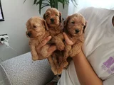 Orjinal maltipoo yavrularımız