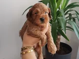 Orjinal Maltipoo Yavrularımız