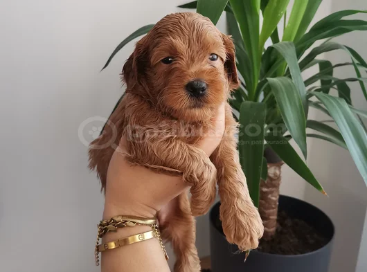 Orjinal Maltipoo Yavrularımız görsel