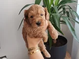 Orjinal Maltipoo Yavrularımız