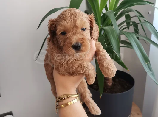 Orjinal Maltipoo Yavrularımız görsel