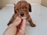 450 Gram Dişi Toy Poodle
