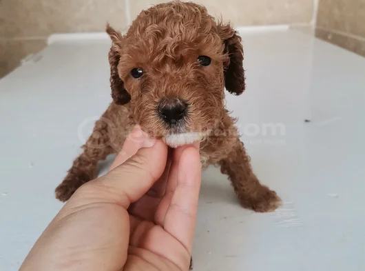 450 Gram Dişi Toy Poodle görsel