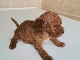 450 Gram Dişi Toy Poodle