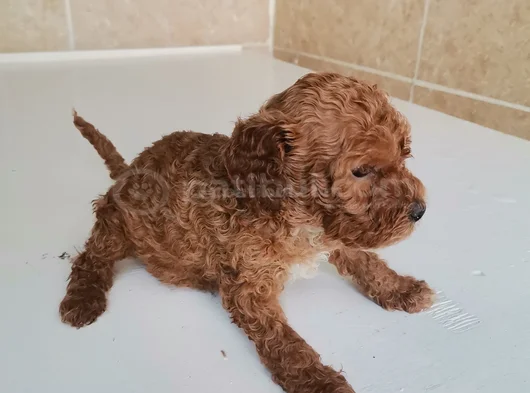 450 Gram Dişi Toy Poodle görsel