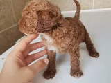 450 Gram Dişi Toy Poodle