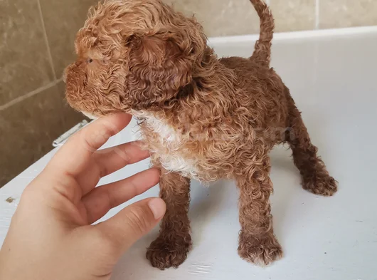 450 Gram Dişi Toy Poodle görsel