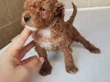 450 Gram Dişi Toy Poodle