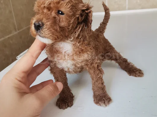 450 Gram Dişi Toy Poodle görsel