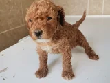 450 gram dişi toy Poodle
