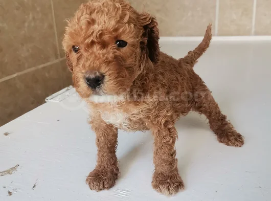 450 Gram Dişi Toy Poodle