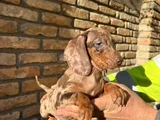 En Özel Renk Chocolate Merle Bi̇r Çok Seçenek Aşili