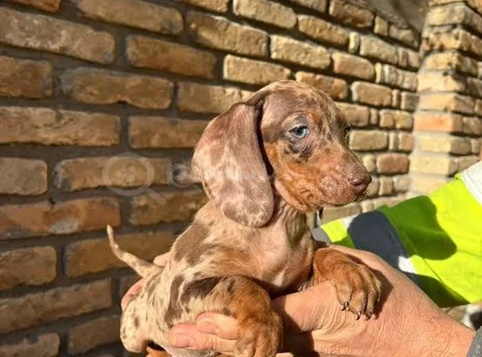 En Özel Renk Chocolate Merle Bi̇r Çok Seçenek Aşili görsel