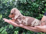 EN ÖZEL RENK CHOCOLATE MERLE BİR ÇOK SEÇENEK AŞILI
