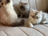 Himalayan Yavru Kedi  Mavi Gözlü