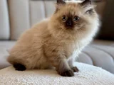 Himalayan Yavru Kedi  Mavi Gözlü