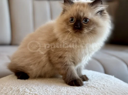 Himalayan Yavru Kedi  Mavi Gözlü görsel