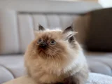 Himalayan Yavru Kedi  Mavi Gözlü