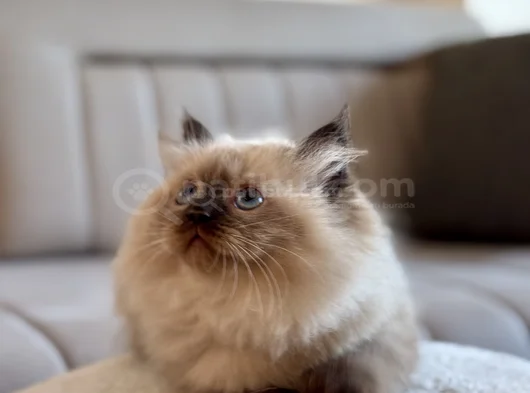 Himalayan Yavru Kedi  Mavi Gözlü