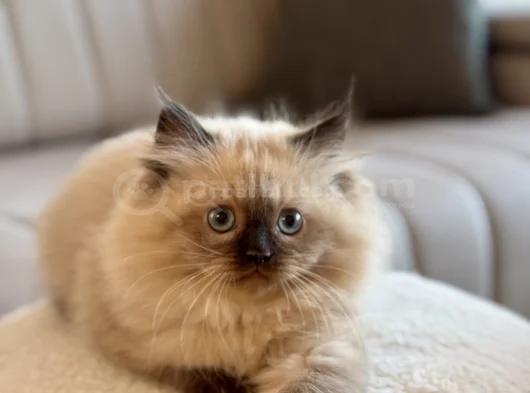Himalayan Yavru Kedi  Mavi Gözlü görsel