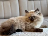 Himalayan Yavru Kedi  Mavi Gözlü