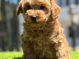 Yavru Toy Poodle