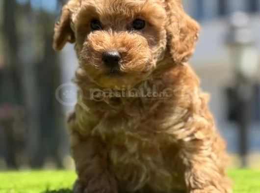Yavru Toy Poodle