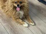 Pomeranian Boo