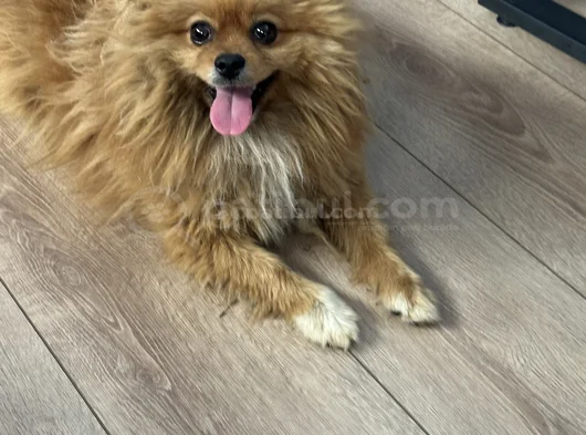 Pomeranian Boo görsel