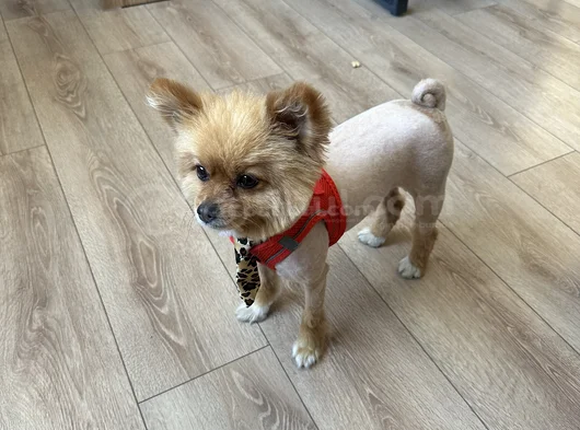 Pomeranian Boo görsel